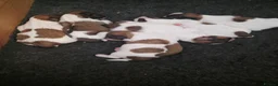 Shih Tzu dogs for sale: All Puppies have now reserved.  - Advert 10
