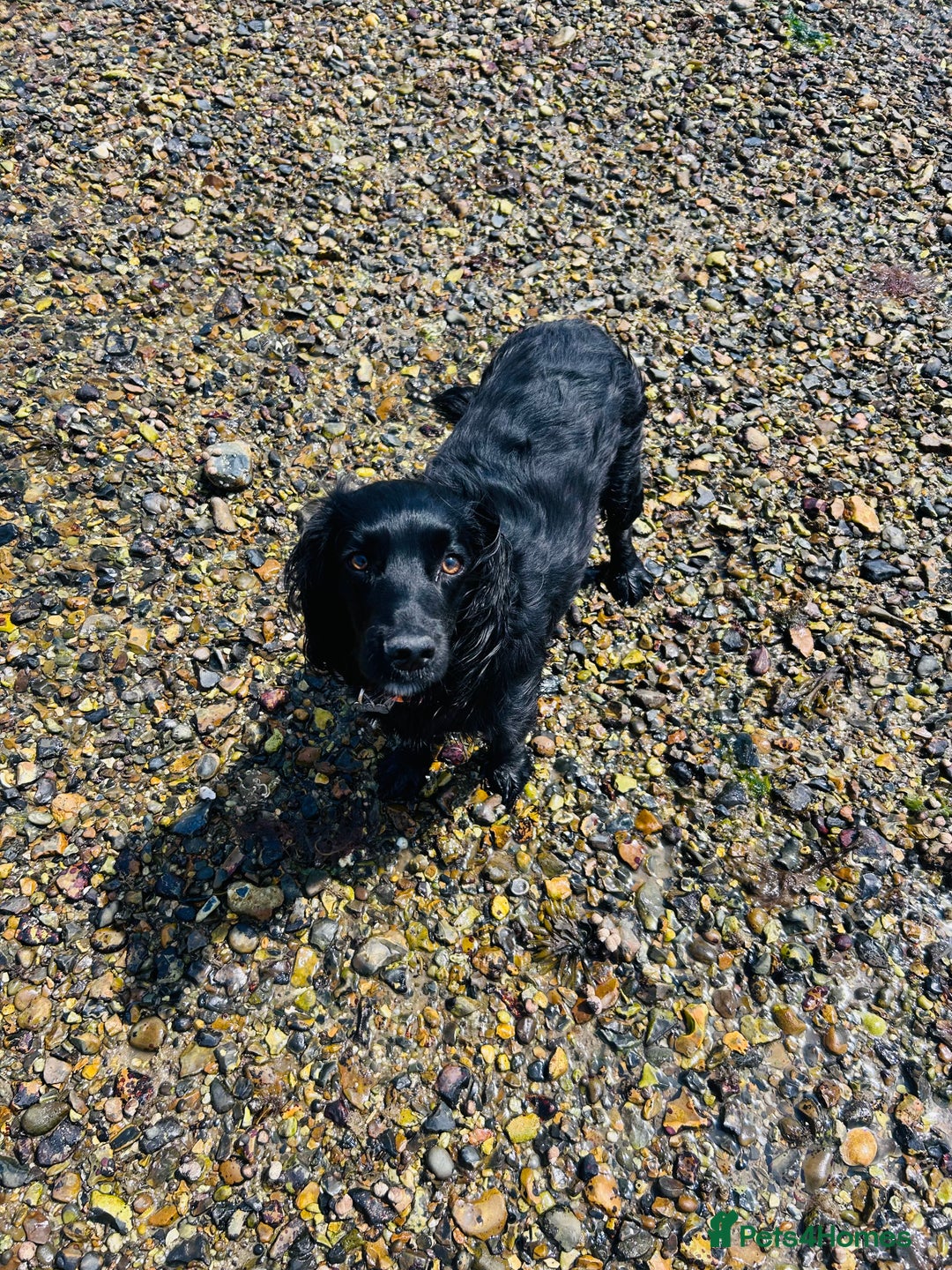Cocker Spaniel dogs for sale: Cocker spaniel in need of a new home - Image 2