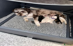 Miniature Schnauzer dogs for sale: 🐾 STUNNING KC REG MINIATURE SCHNAUZERS 🐾 - Image 2