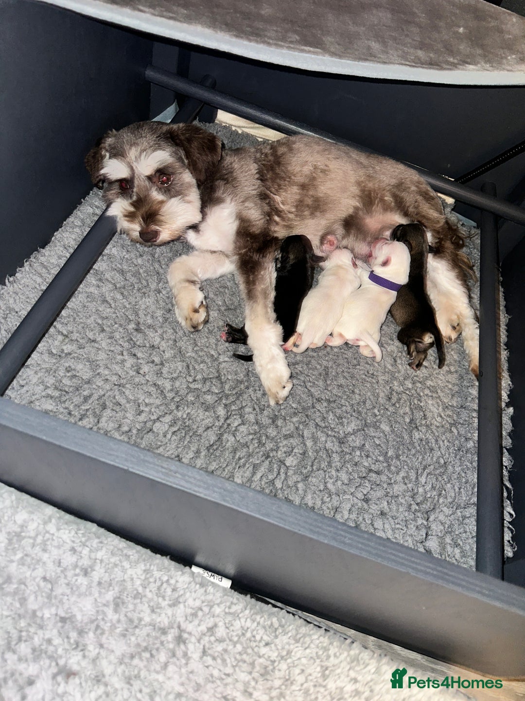 Miniature Schnauzer dogs for sale: 🐾 STUNNING KC REG MINIATURE SCHNAUZERS 🐾 - Image 2