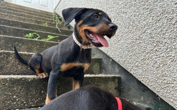 Rottweiler dogs for sale: Healthy Rottweiler puppies ready now  - Image 27
