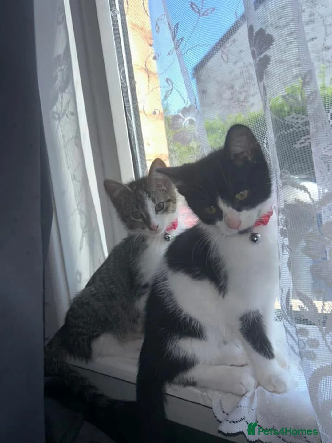 Mixed Breed cats for sale: 2 cats. Mini & Bluey  - Advert 5