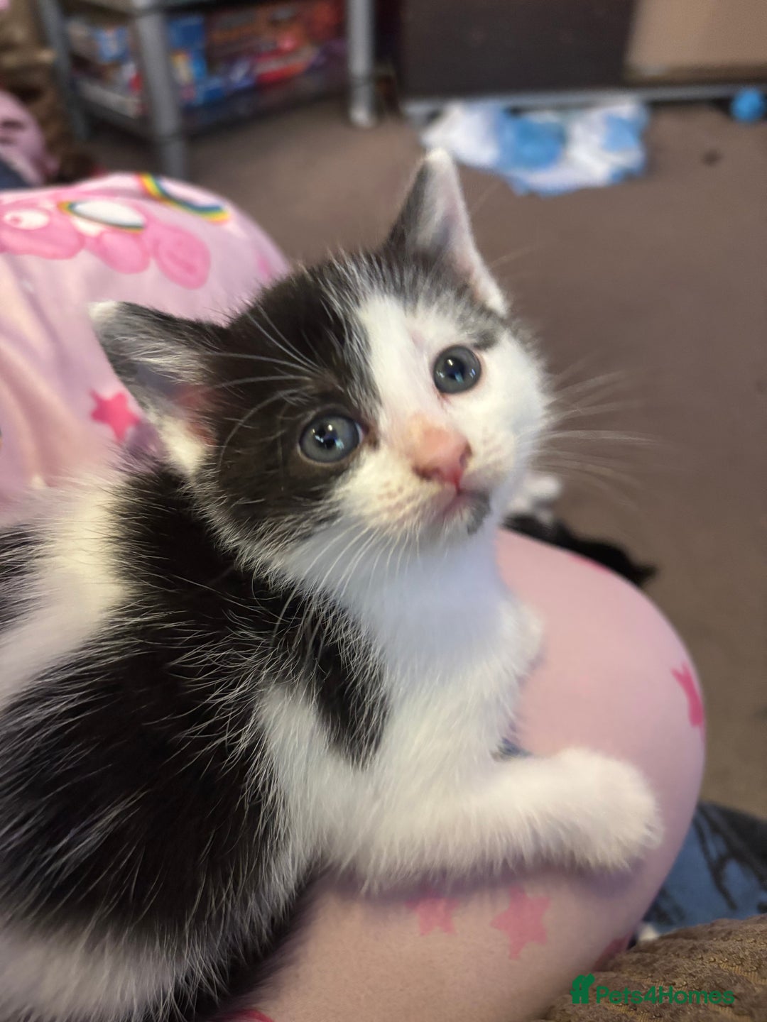 Mixed Breed cats for sale: Black & white mixed breed kittens  - Image 7