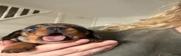 Miniature Dachshund dogs for sale: 2 dapple female mini dachshunds  - Advert 2