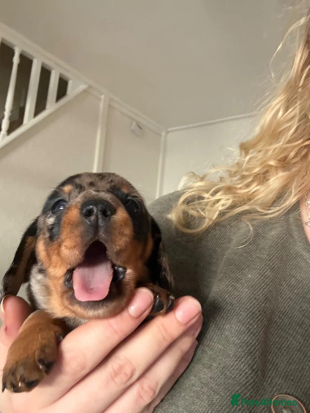 Miniature Dachshund dogs for sale: 2 dapple female mini dachshunds  - Advert 2