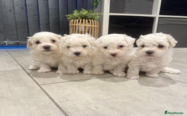 Maltese dogs - Advert 2