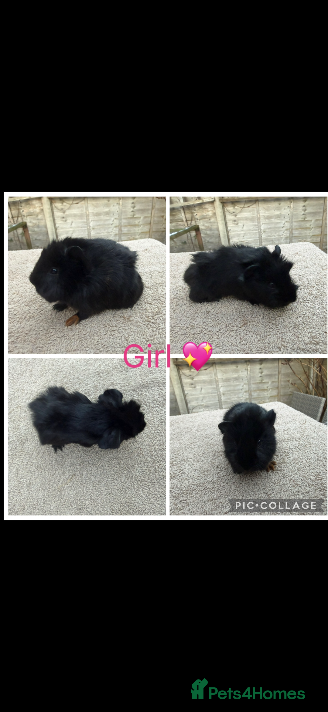 Guinea Pig rodents for sale: Male & Female Guinea pigs 👀 for new laps 🥰 - Advert 15