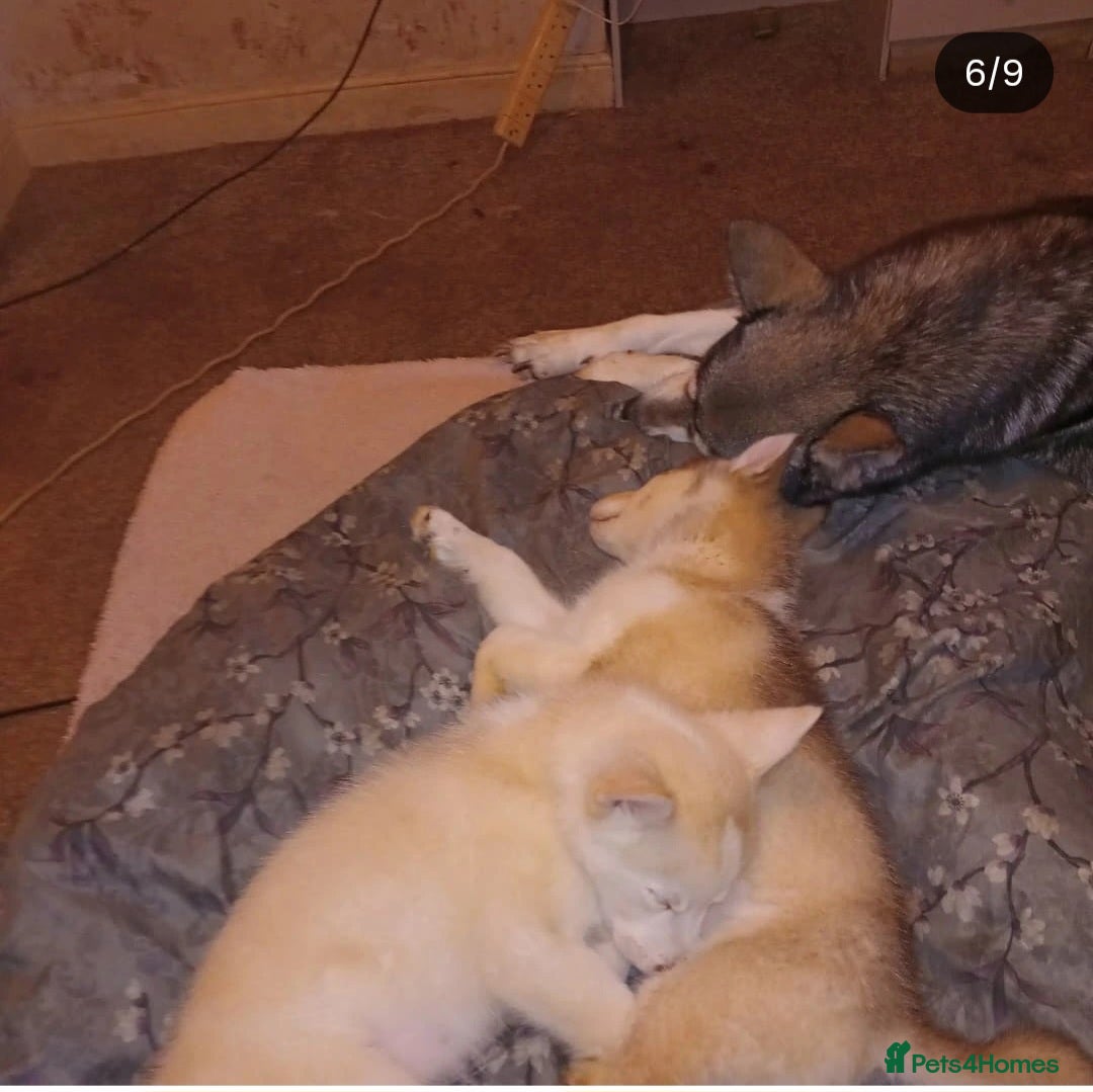 Siberian Husky dogs for sale: Siberian huskies  - Image 6
