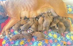 Boxer dogs for sale: Champion Sired KC Reg boxer puppies available - Image 3