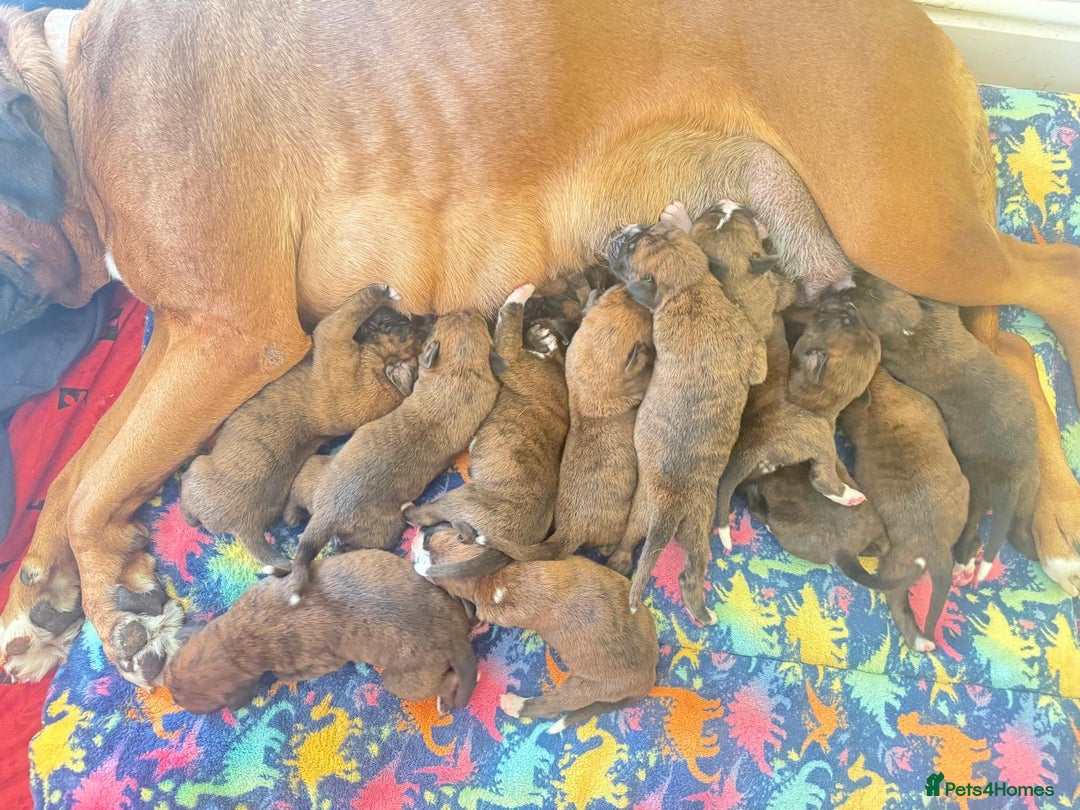 Boxer dogs for sale: Champion Sired KC Reg boxer puppies available - Image 3