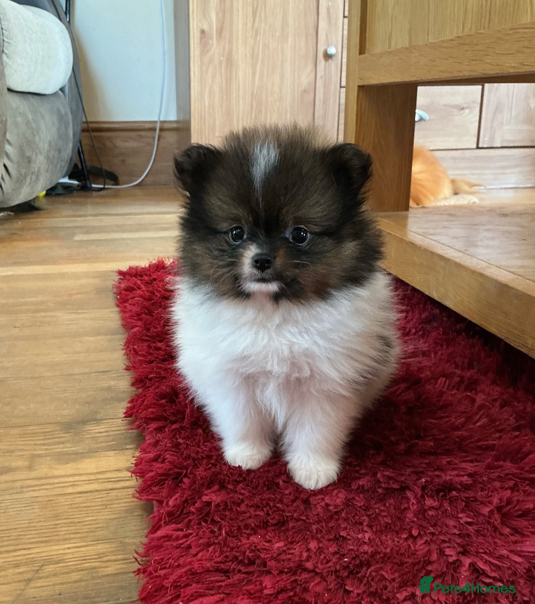 Pomeranian dogs True Tiny pomeranians teddy bear faced*ready now * - Advert 2