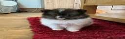 Pomeranian dogs for sale: True Tiny pomeranians teddy bear faced*ready now * - Advert 22
