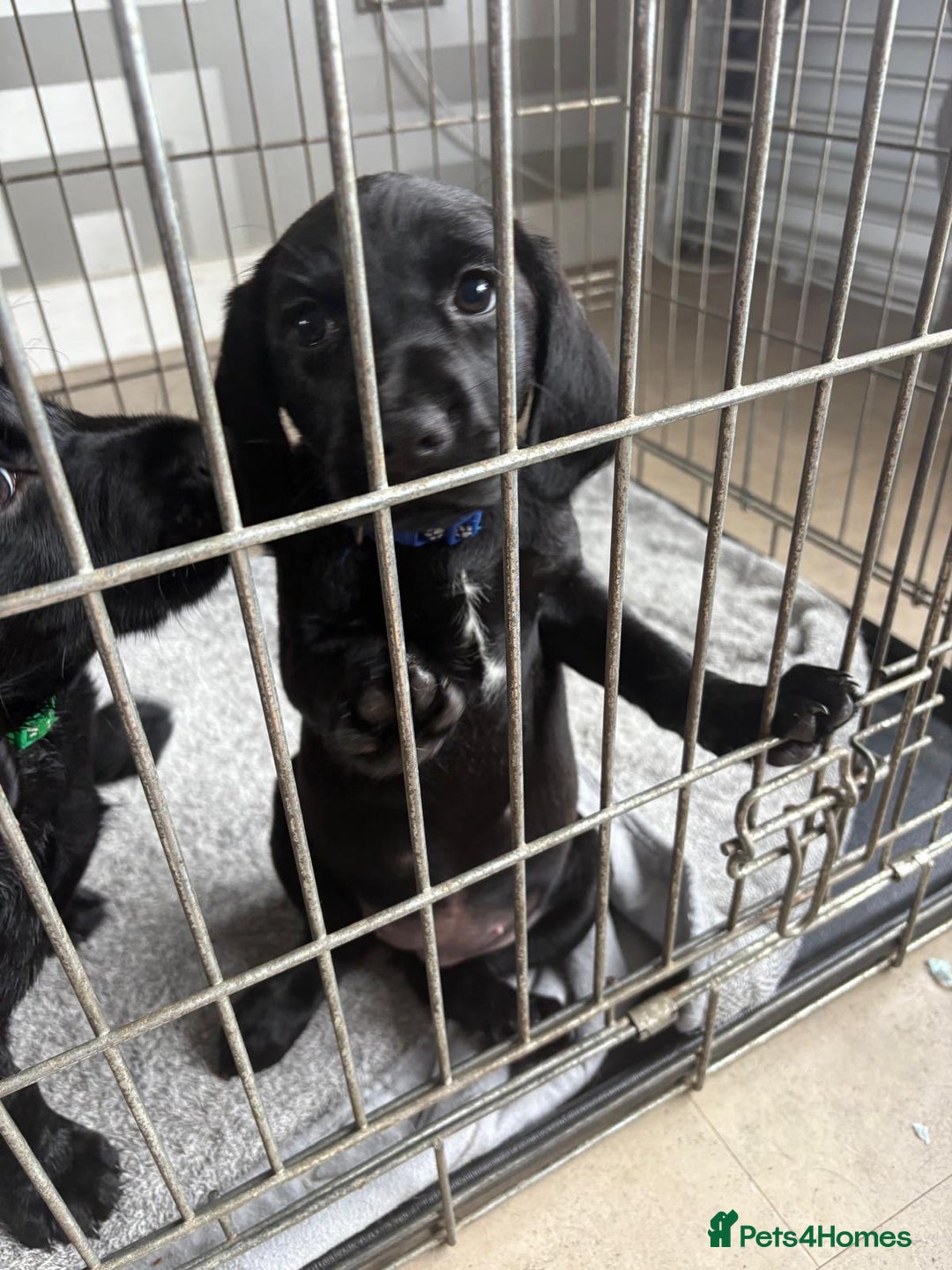 Cockerdor dogs for sale: Cockador puppies  - Image 33