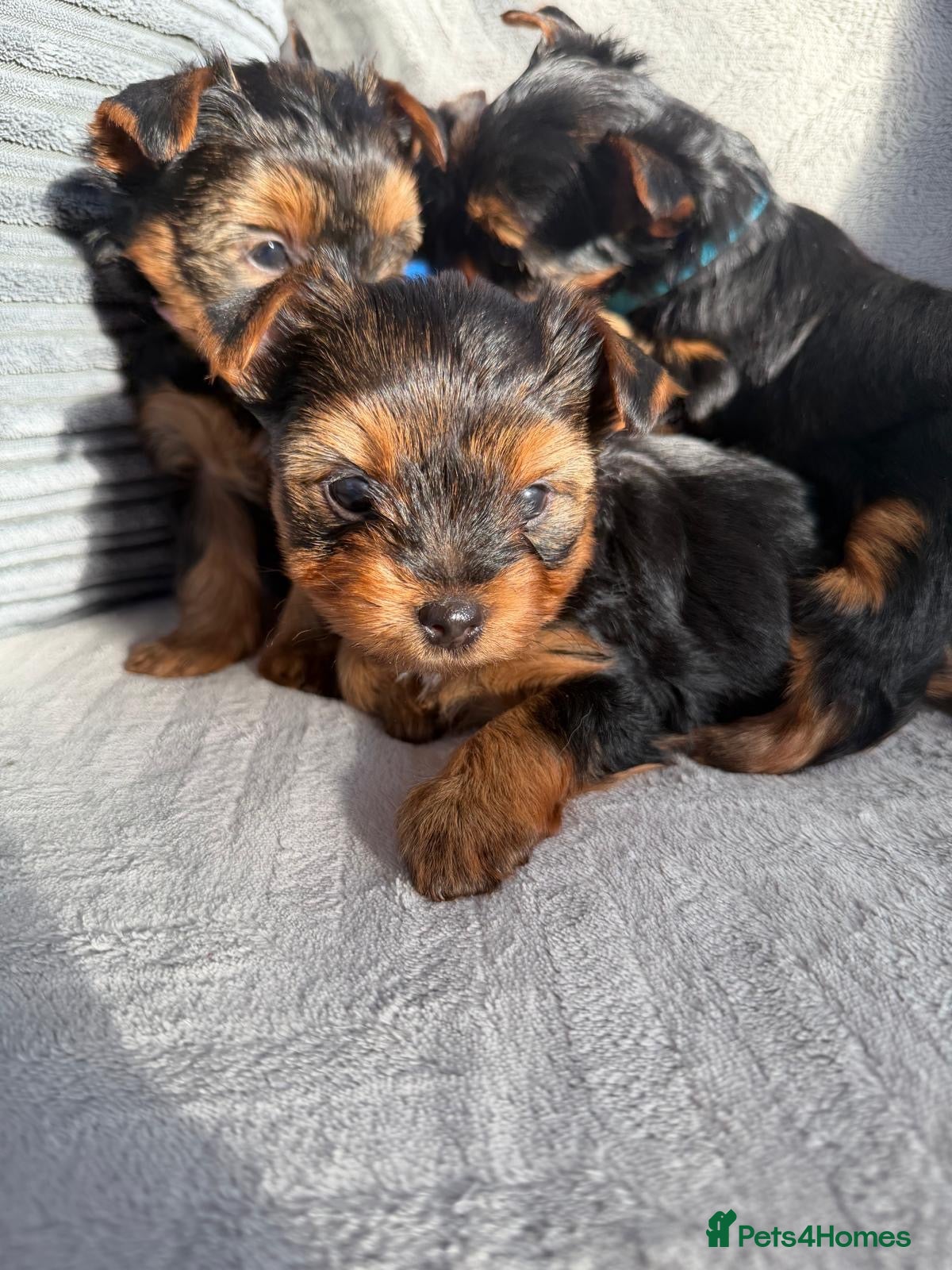Yorkshire Terrier dogs Yorkshire Terrier puppies looking for new homes  - Advert 1