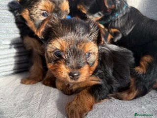 Yorkshire Terrier dogs Yorkshire Terrier puppies looking for new homes - Advert 1