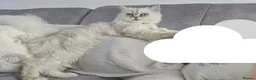 Persian cats for sale: Kitten Half Persian and Half Chinchilla Himilayan in Prescot - Advert 3