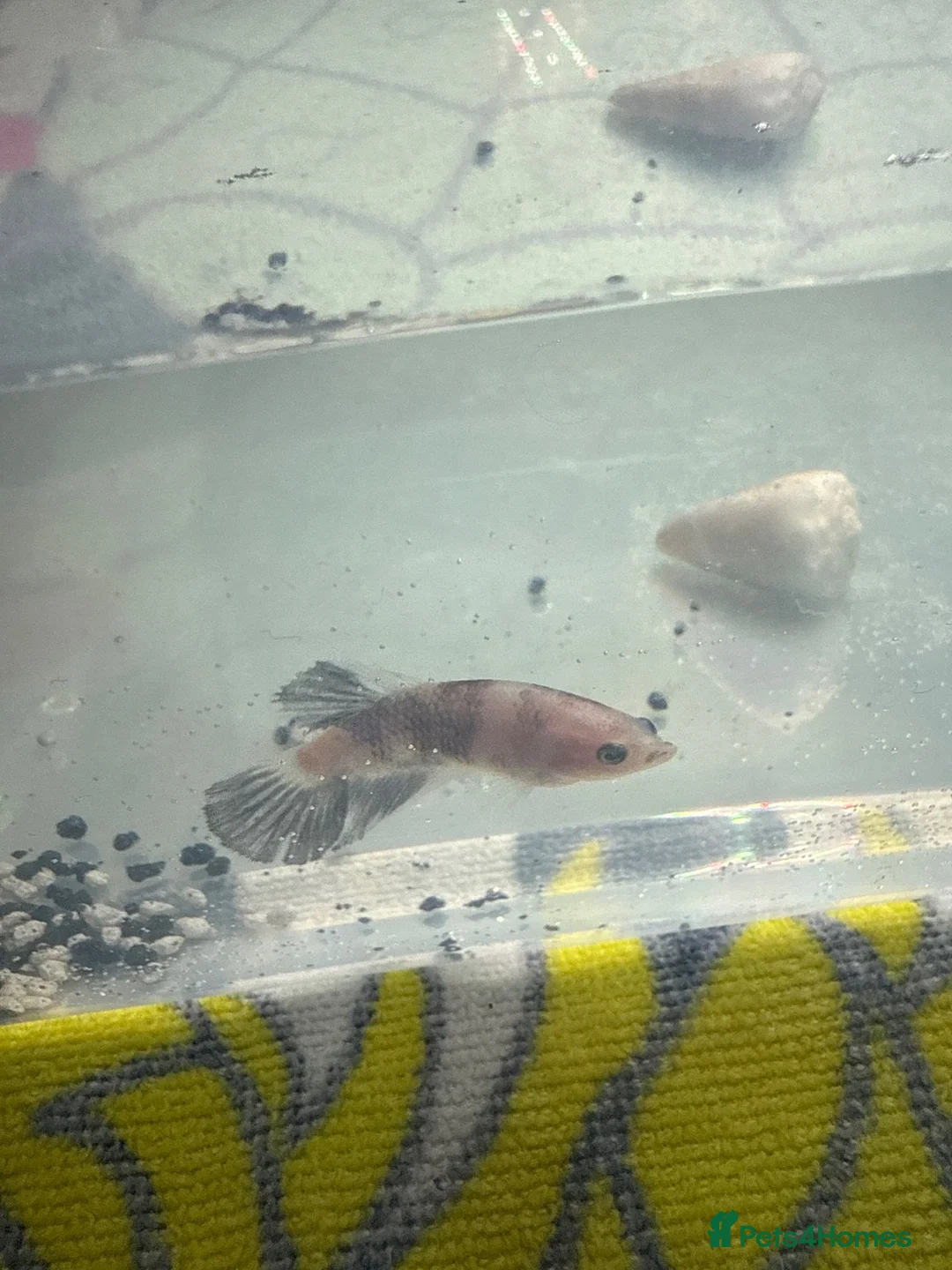 Bettas fish for sale: Female Betta Fish in Salisbury - Advert 2