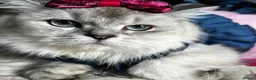 Scottish Fold cats for sale: 🐾 Stunning Scottish kitties 🐾 - Advert 1