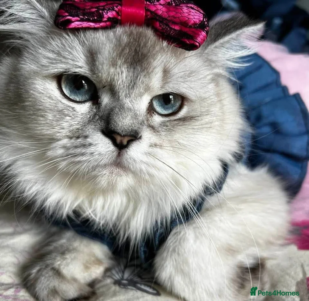 Scottish Fold cats for sale: 🐾 Stunning Scottish kitties 🐾 - Advert 1