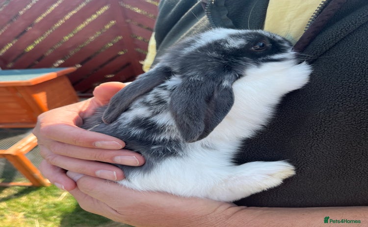 Mini Lop rabbits - Advert 15