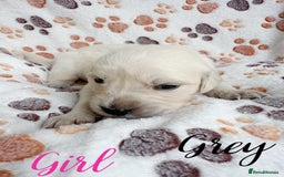 Golden Retriever dogs for sale: 1 LEFT *Ready to Go* Golden Retriever puppies 🐾 - Image 19