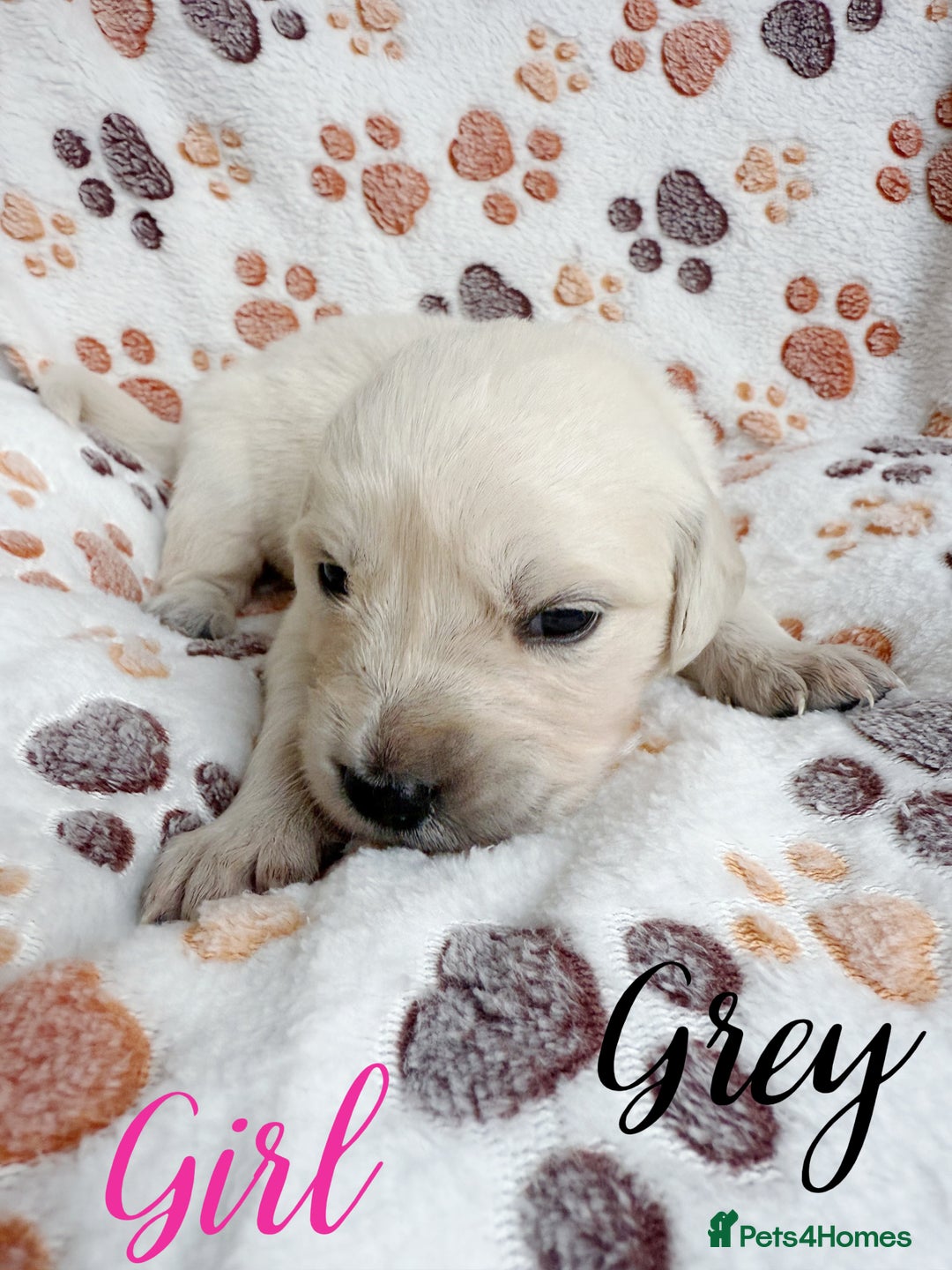 Golden Retriever dogs for sale: 1 LEFT *Ready to Go* Golden Retriever puppies 🐾 - Image 19