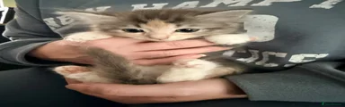Ragdoll 7
