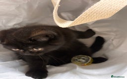 British Shorthair cats for sale: Full British short hair kittens - Advert 8