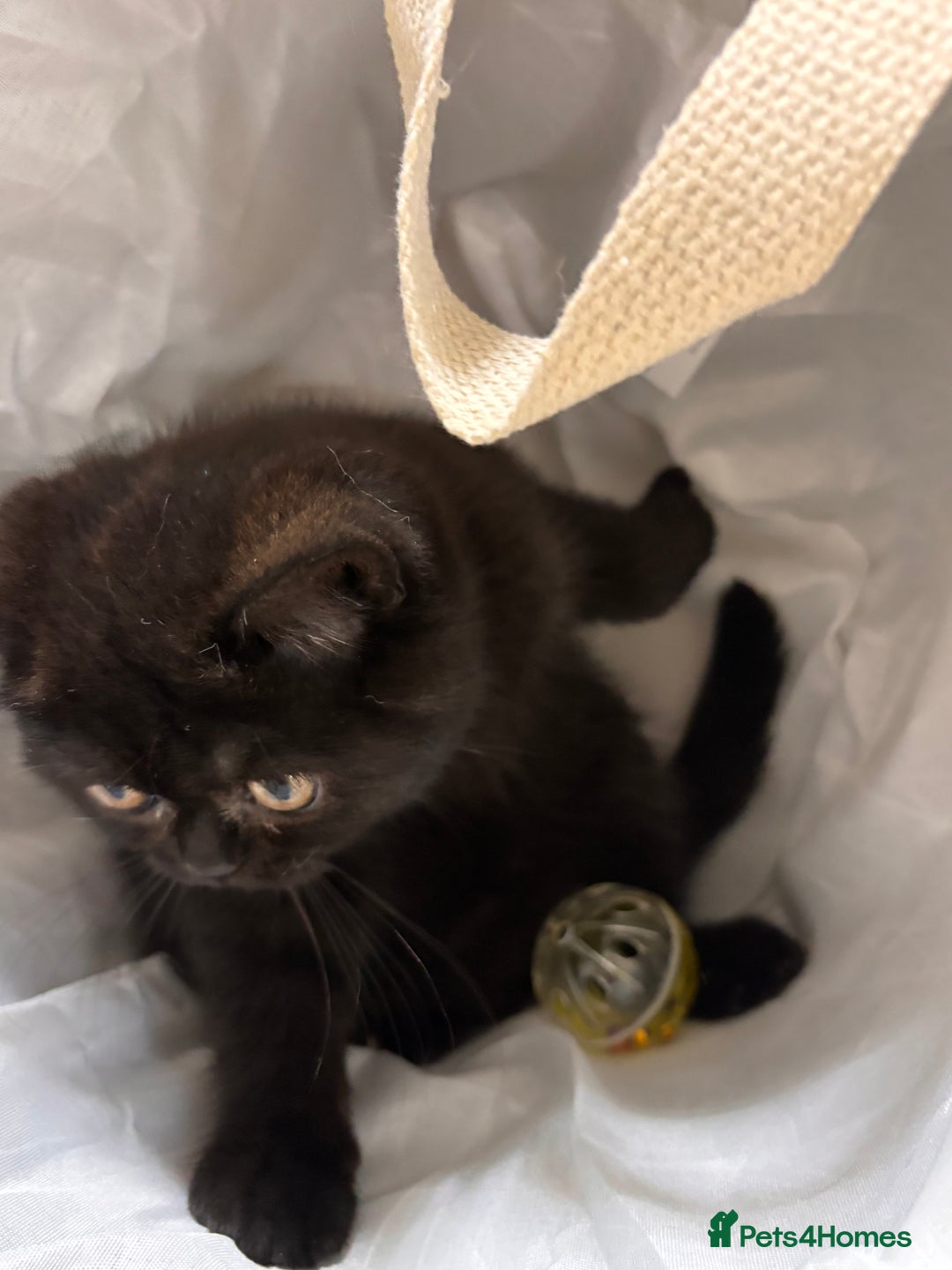 British Shorthair cats for sale: Full British short hair kittens - Advert 8