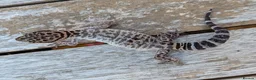 Gecko reptiles for sale: Bawangling Pair of Cave Geckos in Cheltenham - Advert 8