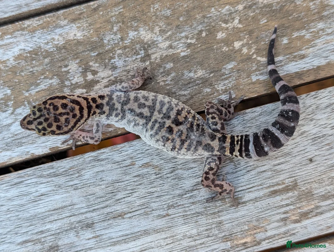 Gecko reptiles for sale: Bawangling Pair of Cave Geckos in Cheltenham - Advert 8