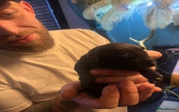 Mixed Breed dogs for sale: Blue staff x Black labrador puppies  - Advert 14