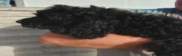 Cockapoo dogs for sale: Fabulously Fluffy Cockalier-a-Poo Puppies - Advert 3