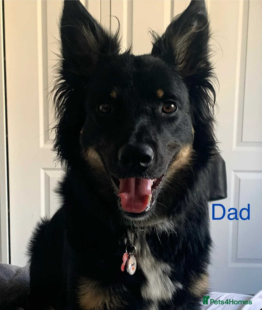 Border Collie dogs for sale: Gorgeous Handsome Tri colour Border Collie male  - Advert 5