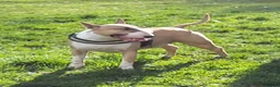 English Bull Terrier dogs for stud: Quality Kc Registered Red & White - Advert 3