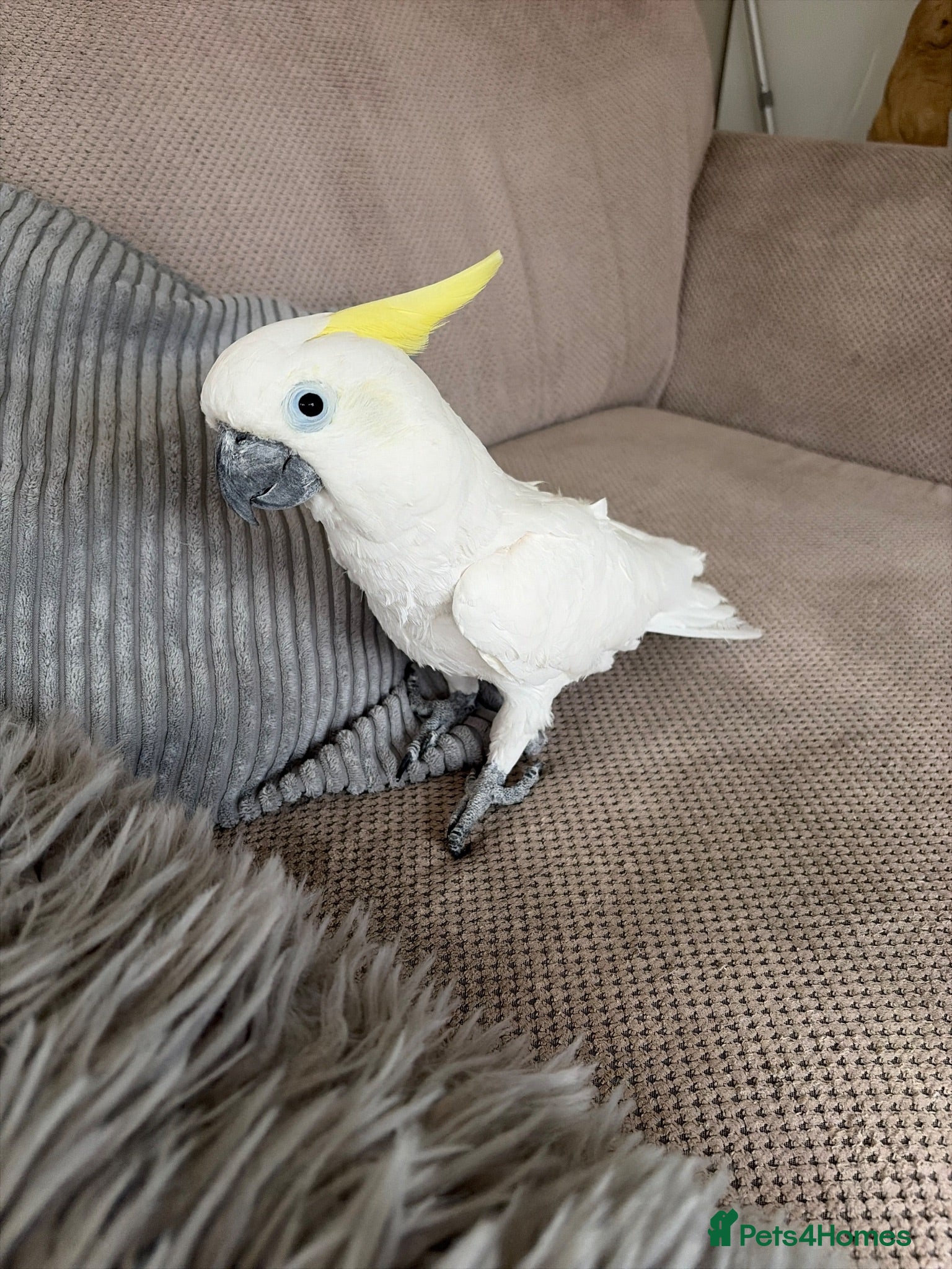 Cockatoo birds Medium sulphur crested cockatoo  - Advert 2