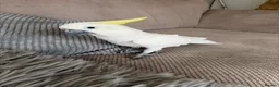 Cockatoo birds for sale: Medium sulphur crested cockatoo  - Advert 2