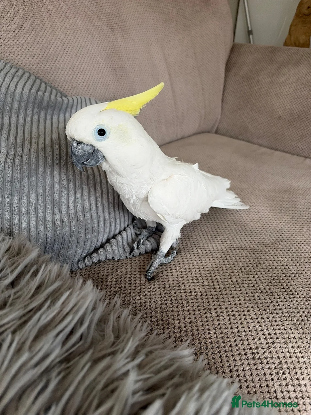 Cockatoo birds for sale: Medium sulphur crested cockatoo  - Advert 2