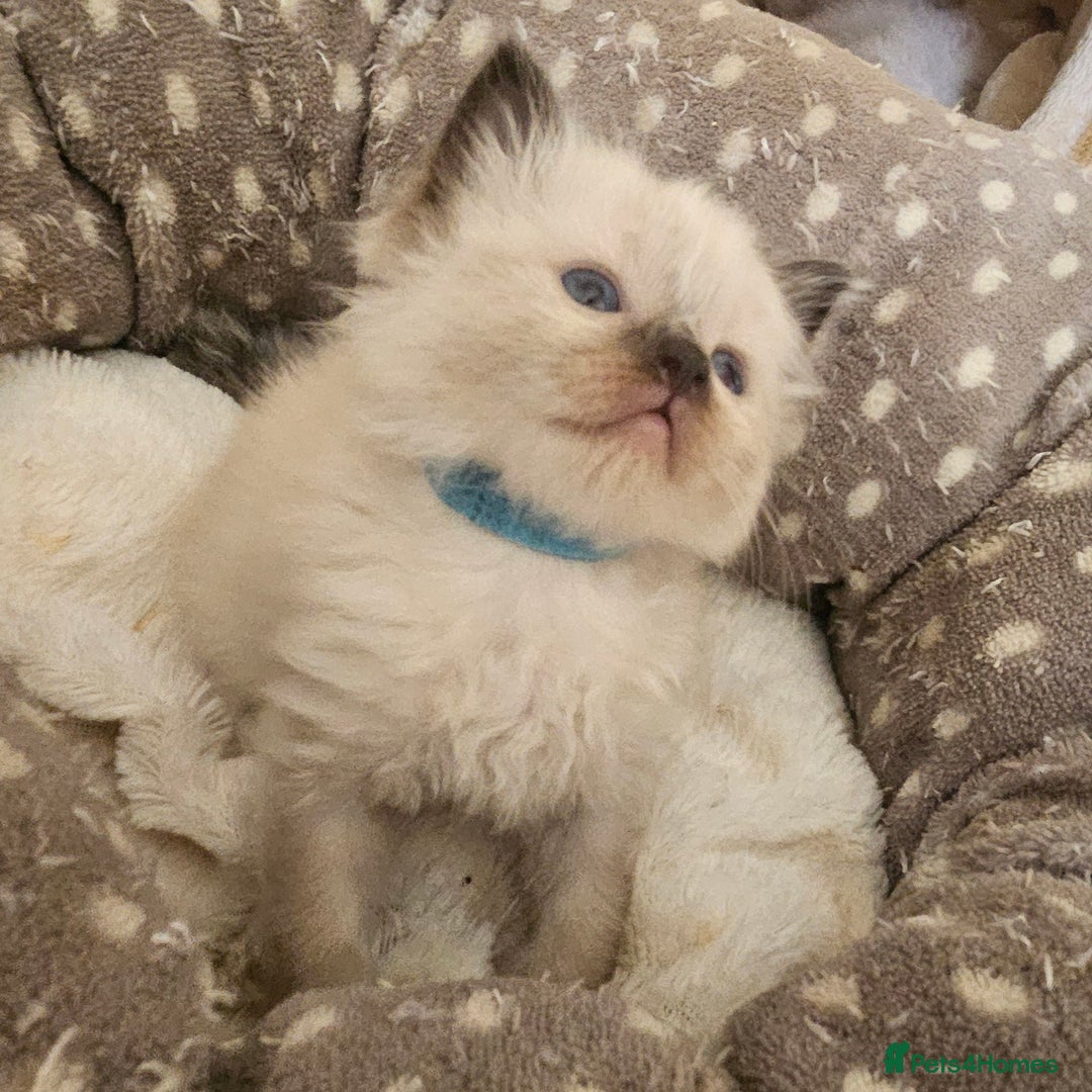Ragdoll cats for sale: 7 beautiful fluffy Ragdoll cats.  - Image 13