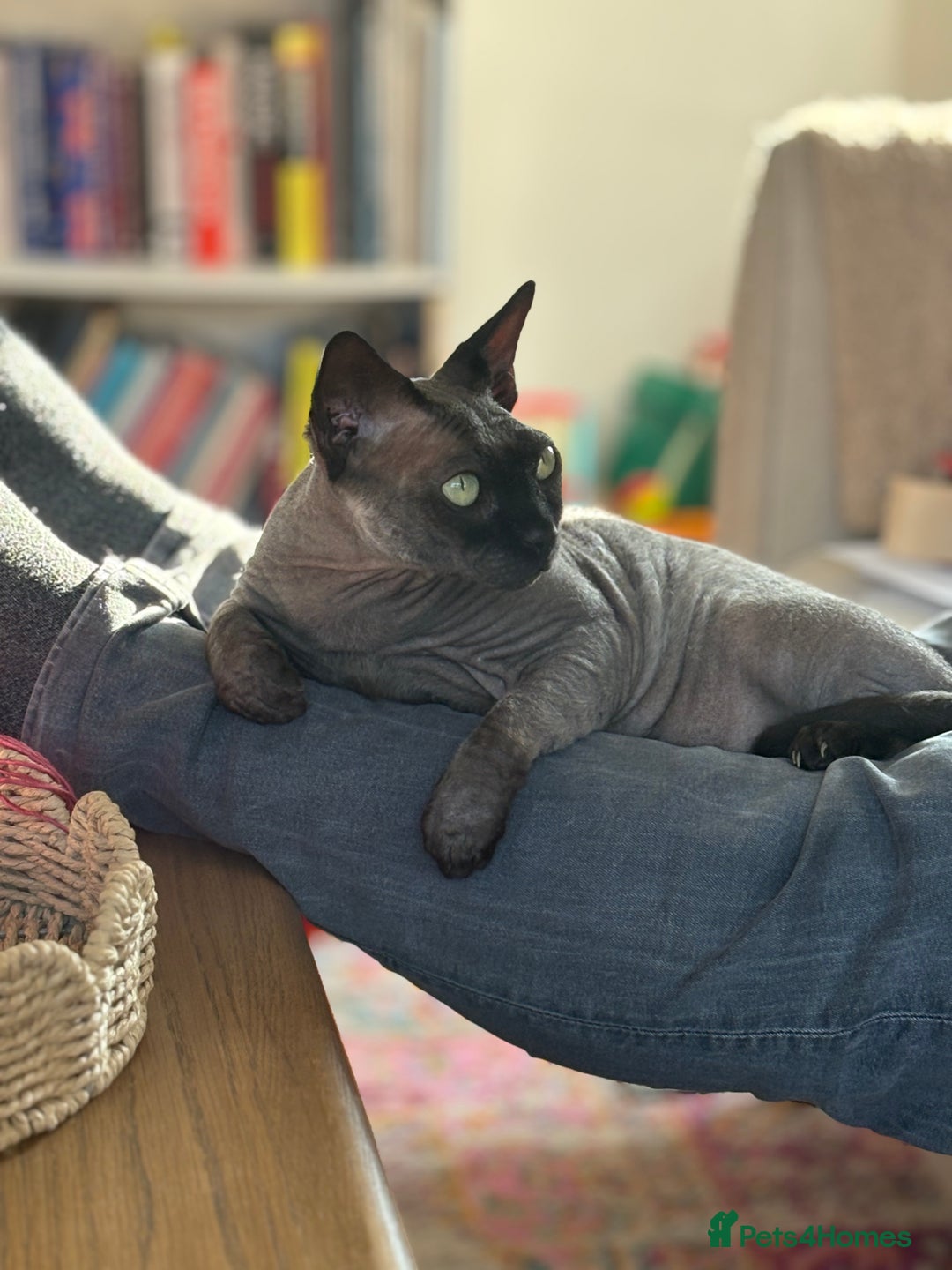 Sphynx cats for sale: Male and Female Sphynx cats - 3 years old - Image 3