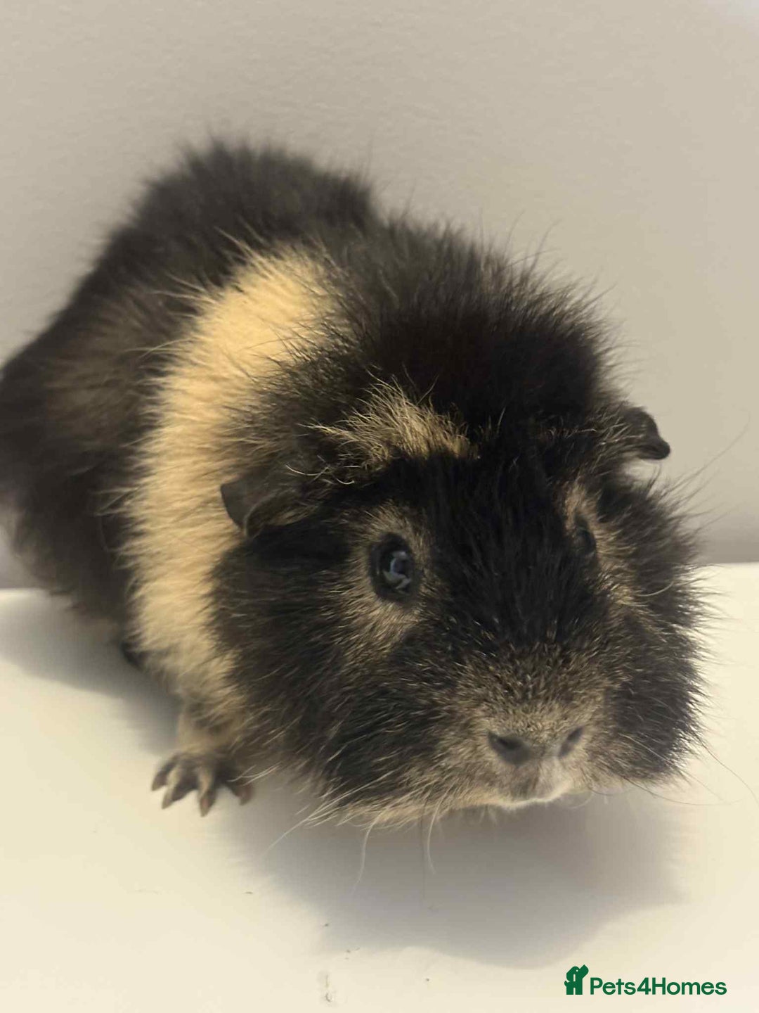 Guinea Pig rodents for sale: 1x male Guniea pigs  - Advert 2