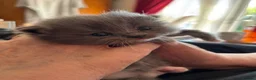 Persian cats for sale: Stunning grey Persian/ragdoll  - Advert 3