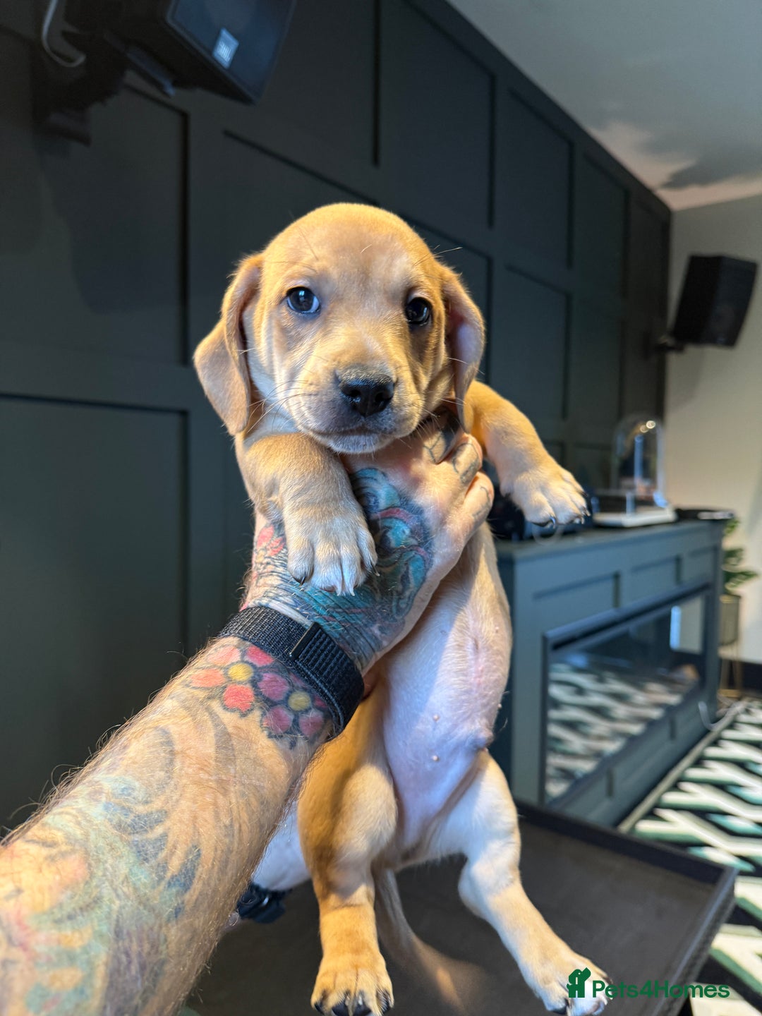 Mixed Breed dogs for sale: Ready to go …. - Advert 2