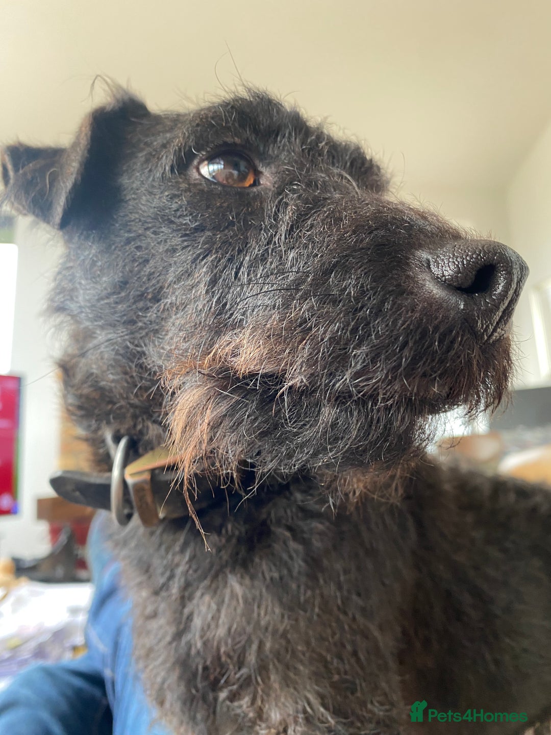 Patterdale Terrier dogs for sale: Patterdale bitch 4 yr old genuine reason for sale - Advert 2