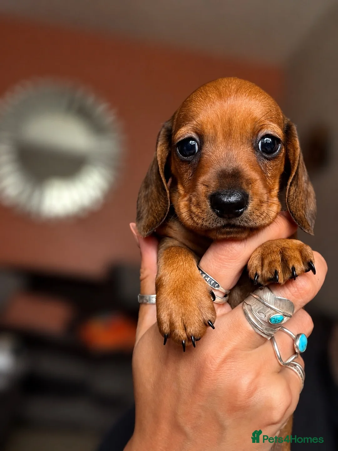 Miniature Dachshund dogs for sale: One shaded red girl KC Registered Mini Dachshunds - Advert 1