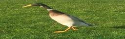 Ducks poultry for sale: Female Point Of Lay Pure Bred Indian Runner Ducks - Advert 5