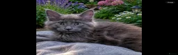 Maine Coon cats for sale: Pure bred mainecoon kittens - Advert 3