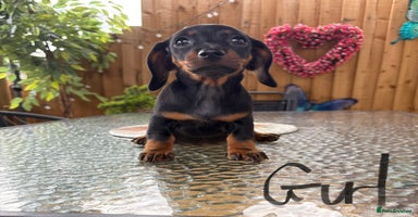 Miniature Dachshund dogs - Advert 5