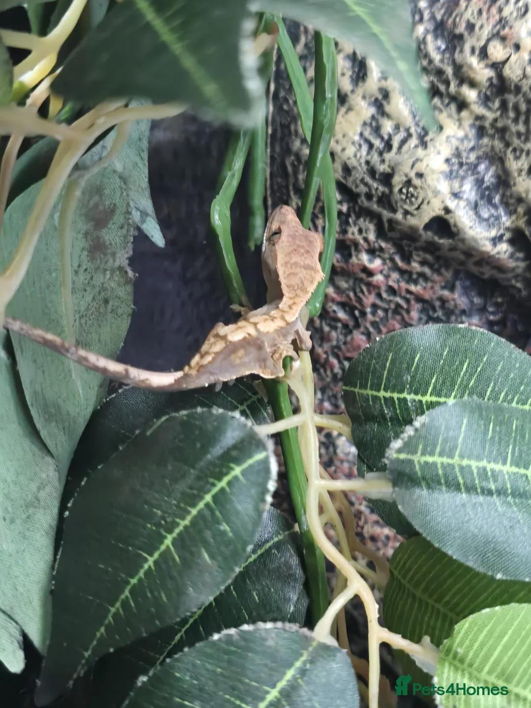 Gecko reptiles for sale: Crested baby gecko - Advert 3