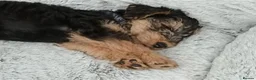 Lakeland Terrier dogs for sale: SHOW KC Registered Lakeland Terrier  - Advert 9